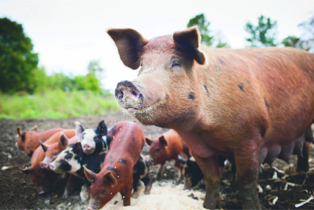 «Свинячий» вопрос или как торговать свининой
